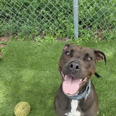 Shelter dog of the week: Mango